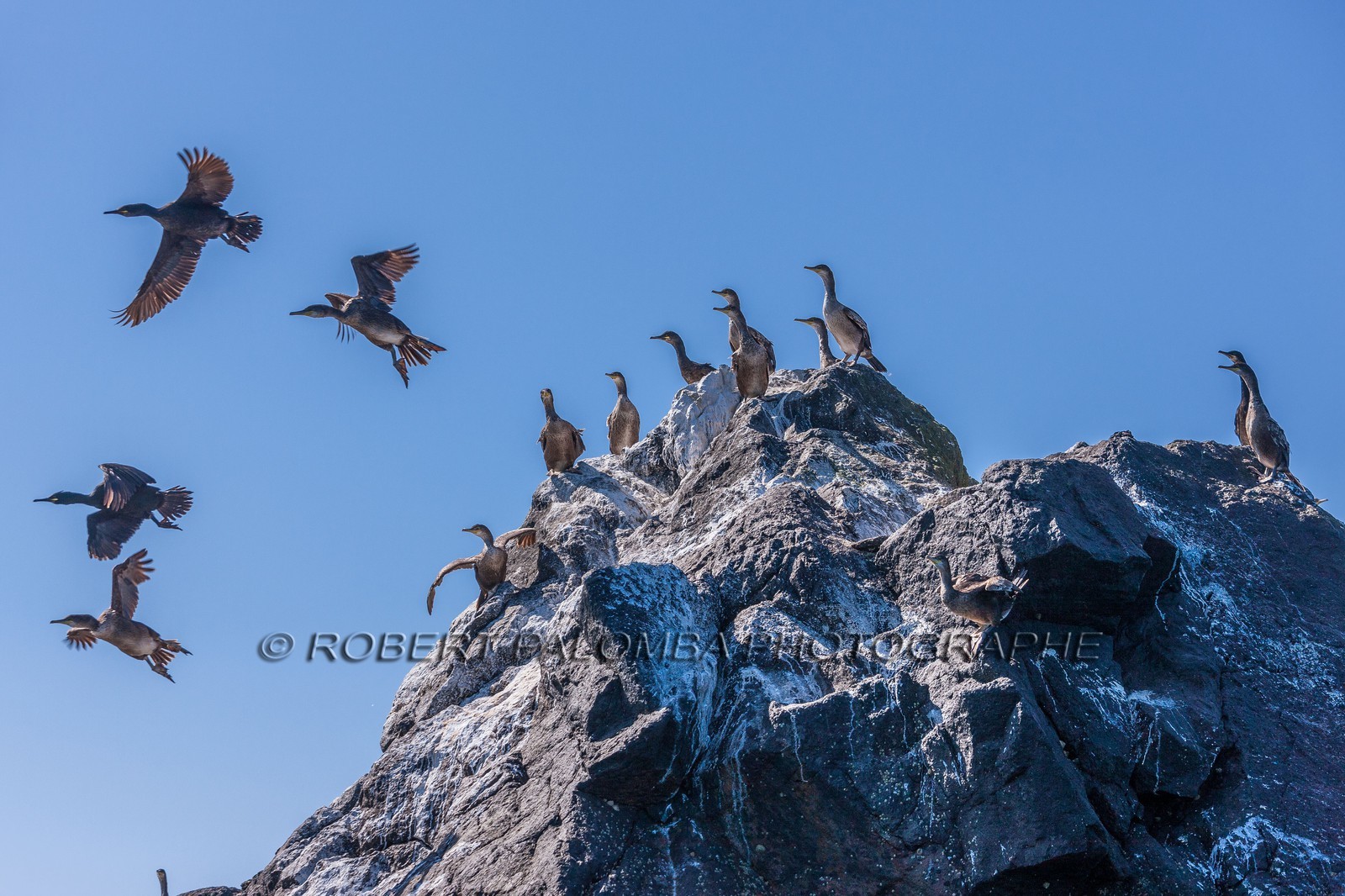 Cormoran