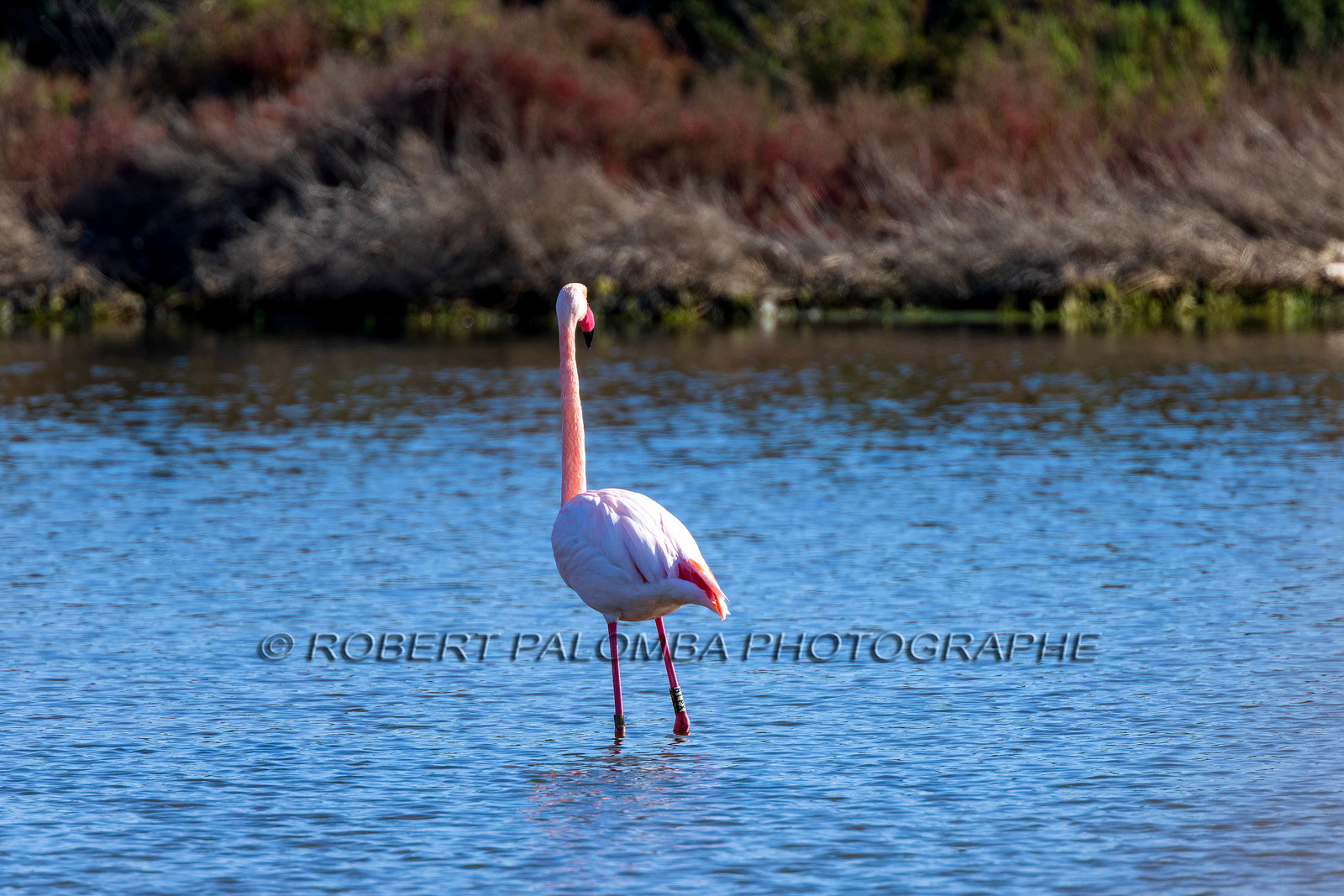 Flamant rose