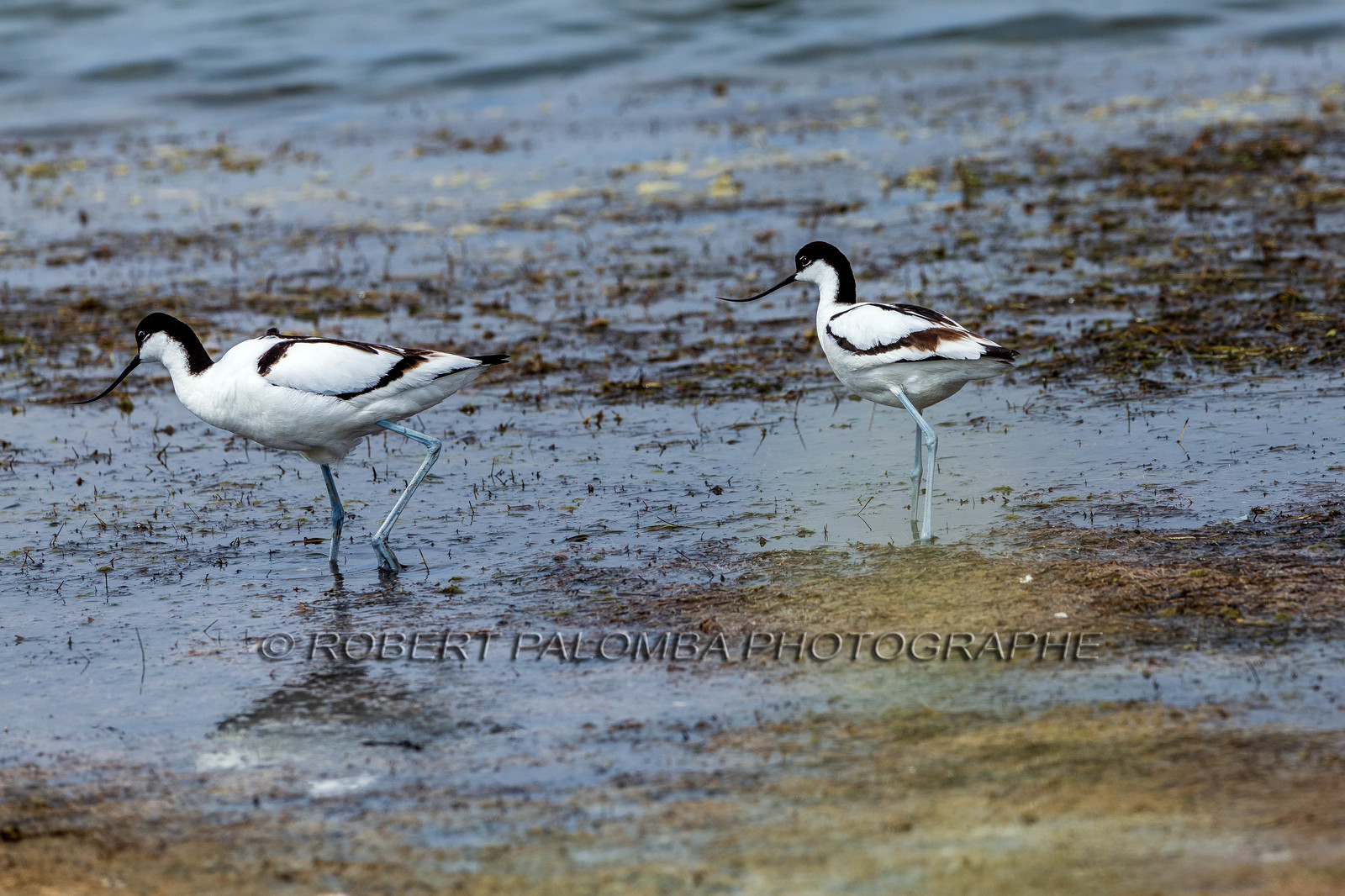 Salins d'Hyères