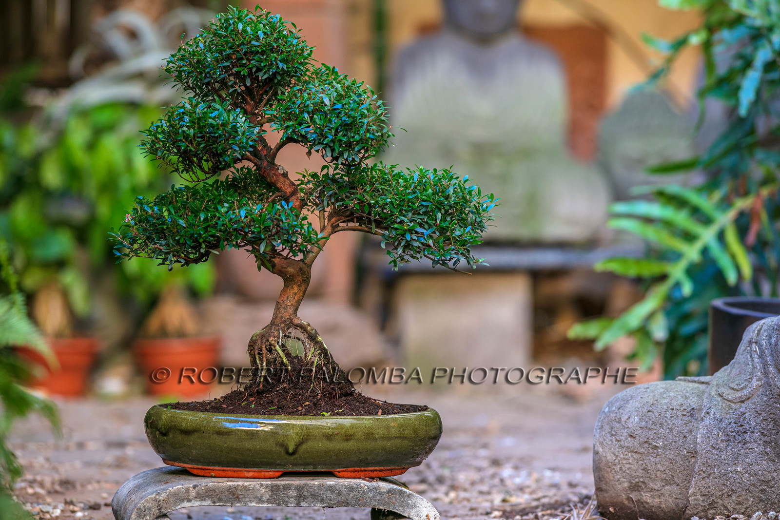 Bonsai