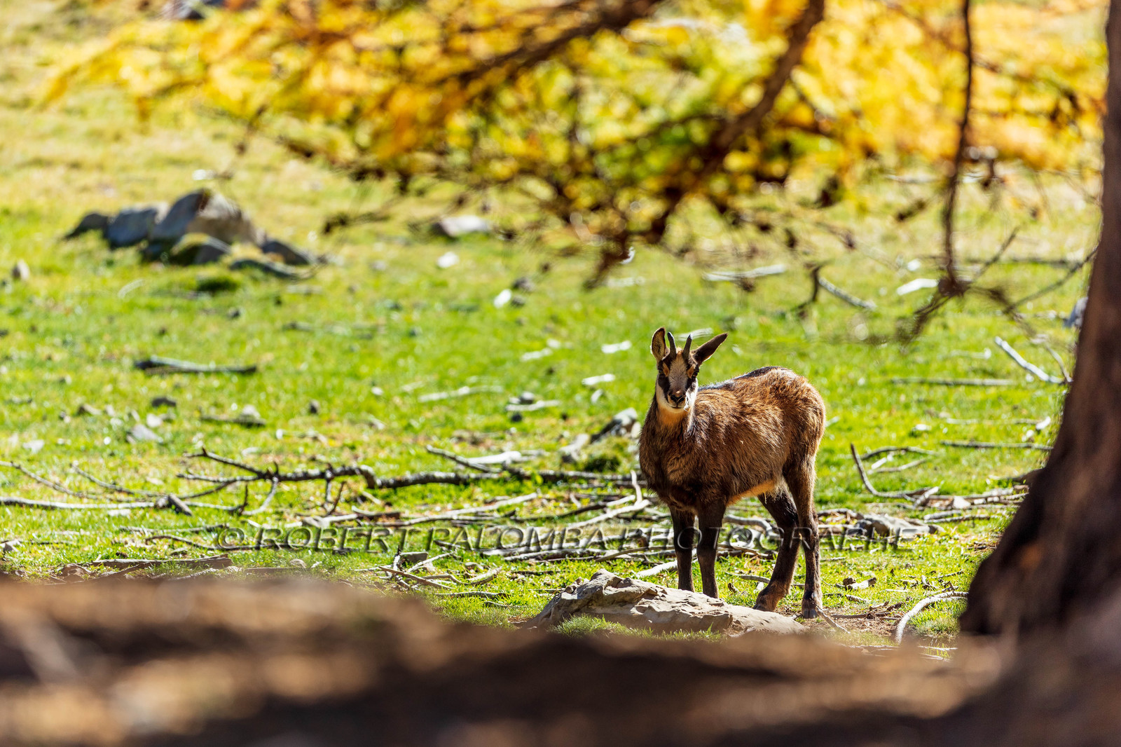 Chamois, Rupicapra rupicapra