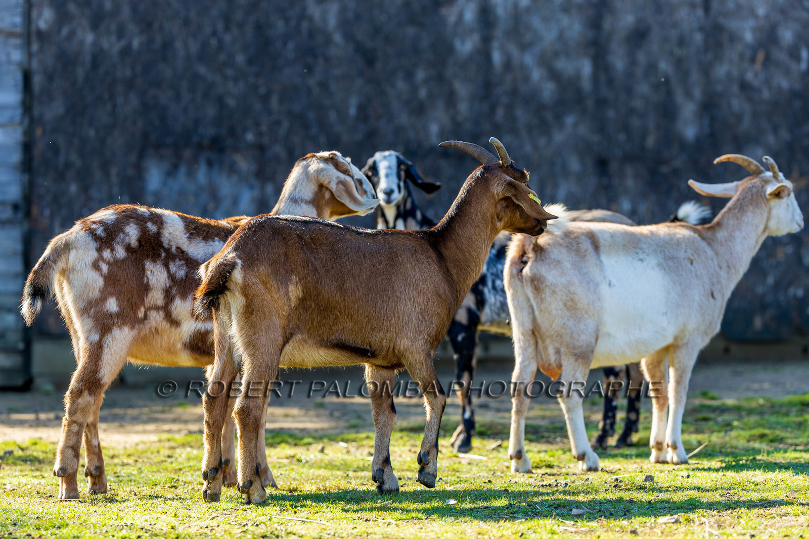 Chèvre