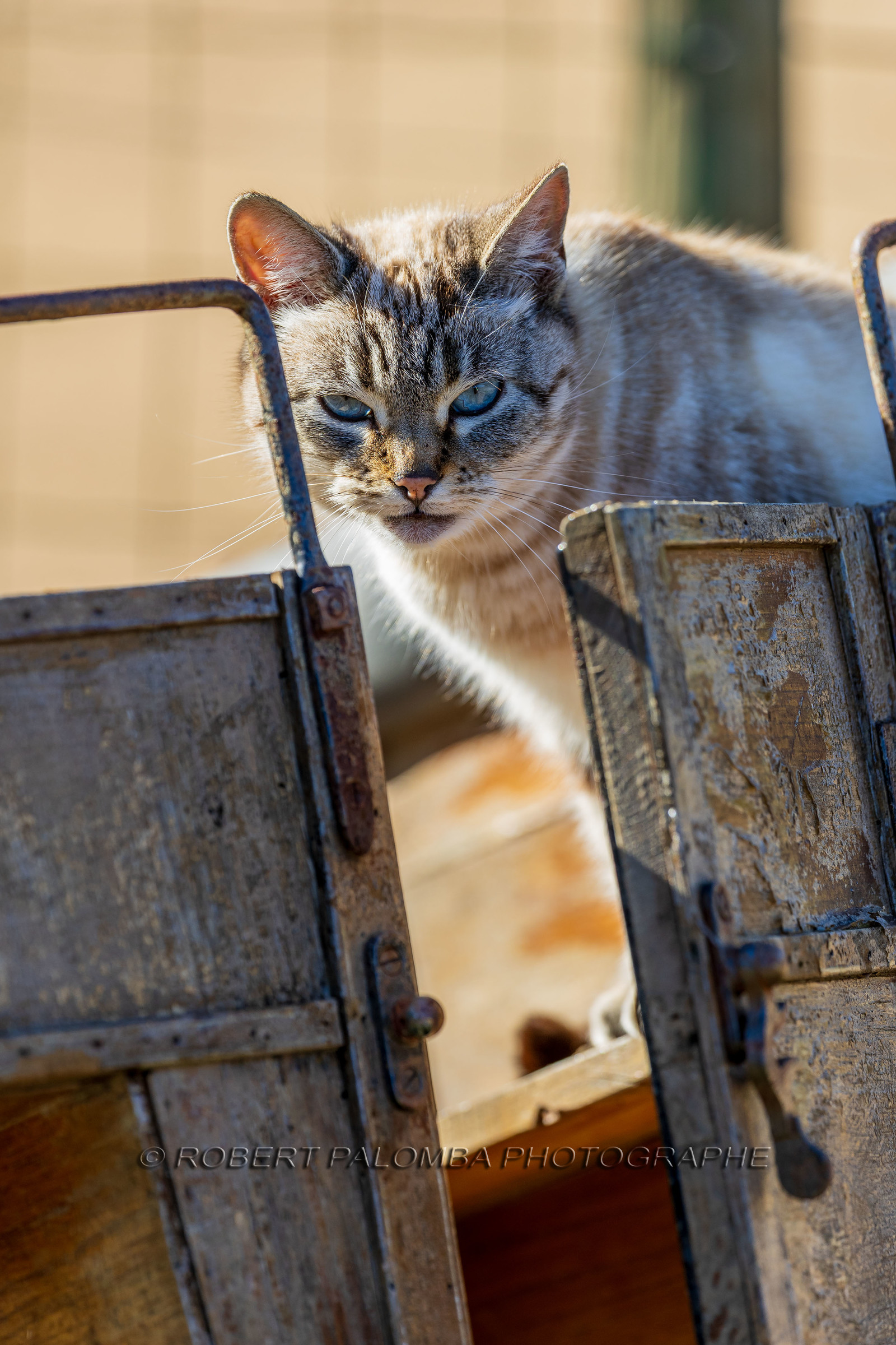 Chat