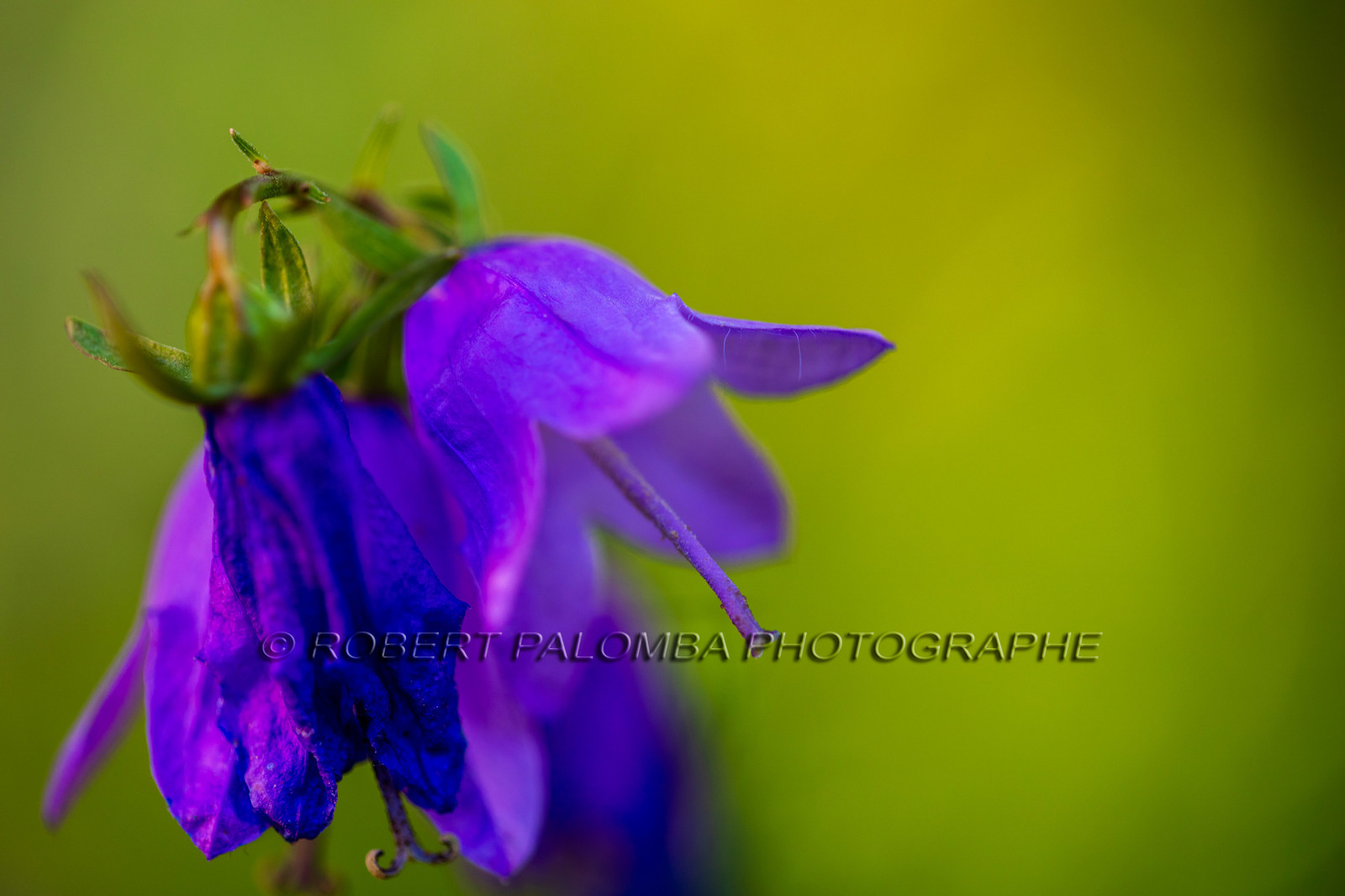 Alpes-de-Haute-Provence (04) Val d'Allos