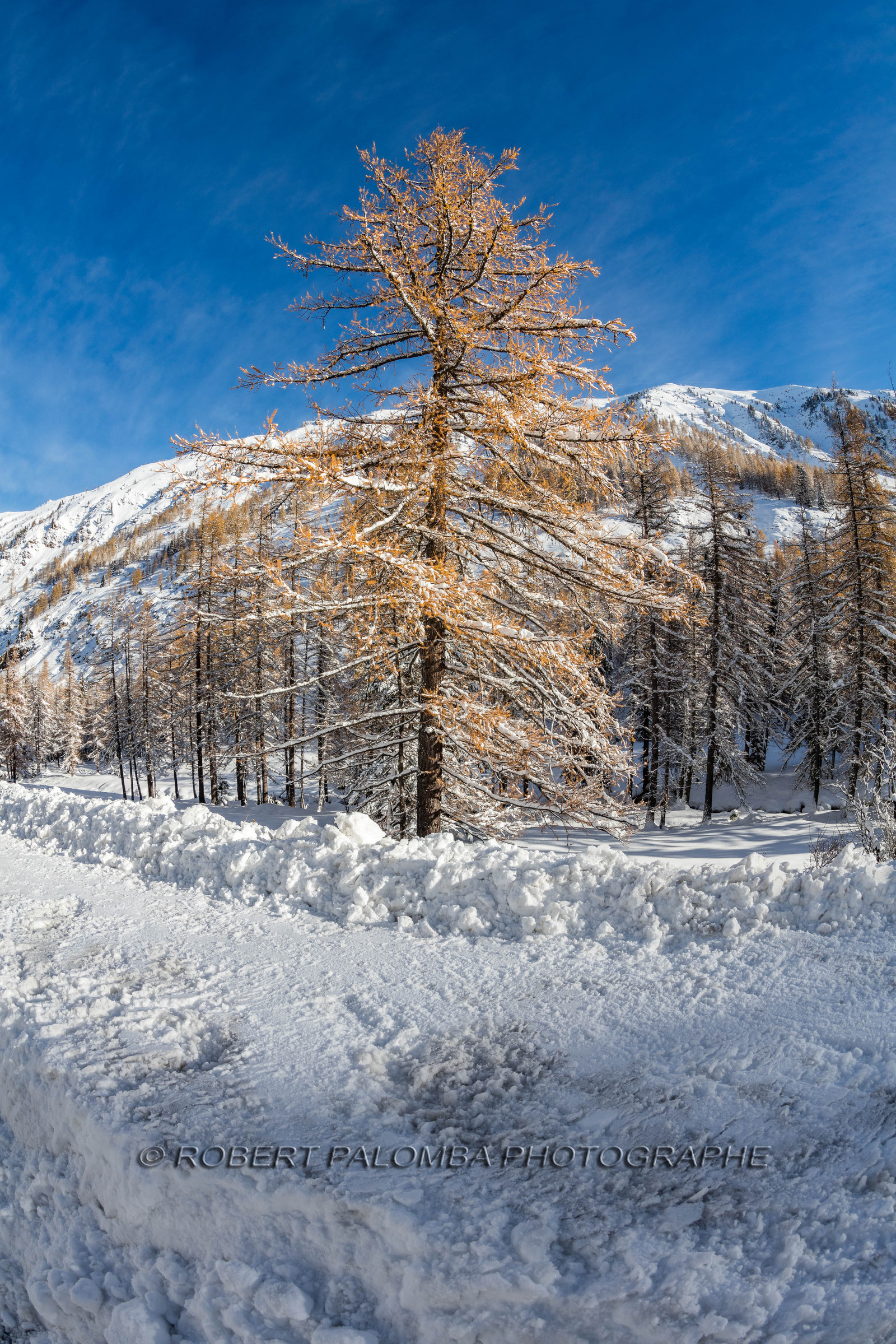 Isola 2000
