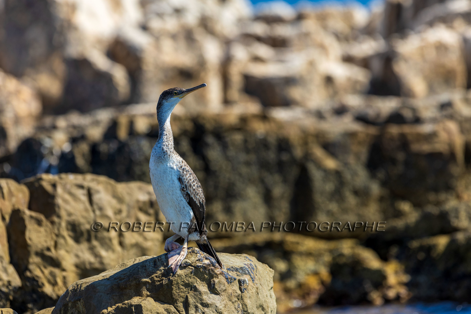 Cormoran huppé immature, Phalacrocorax aristotelis