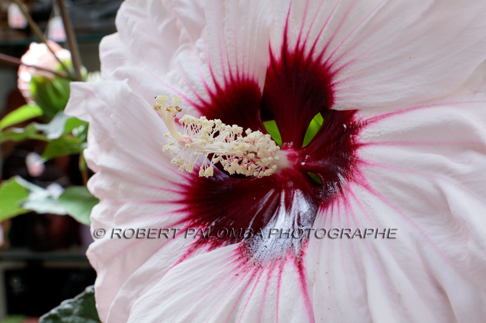 Flore