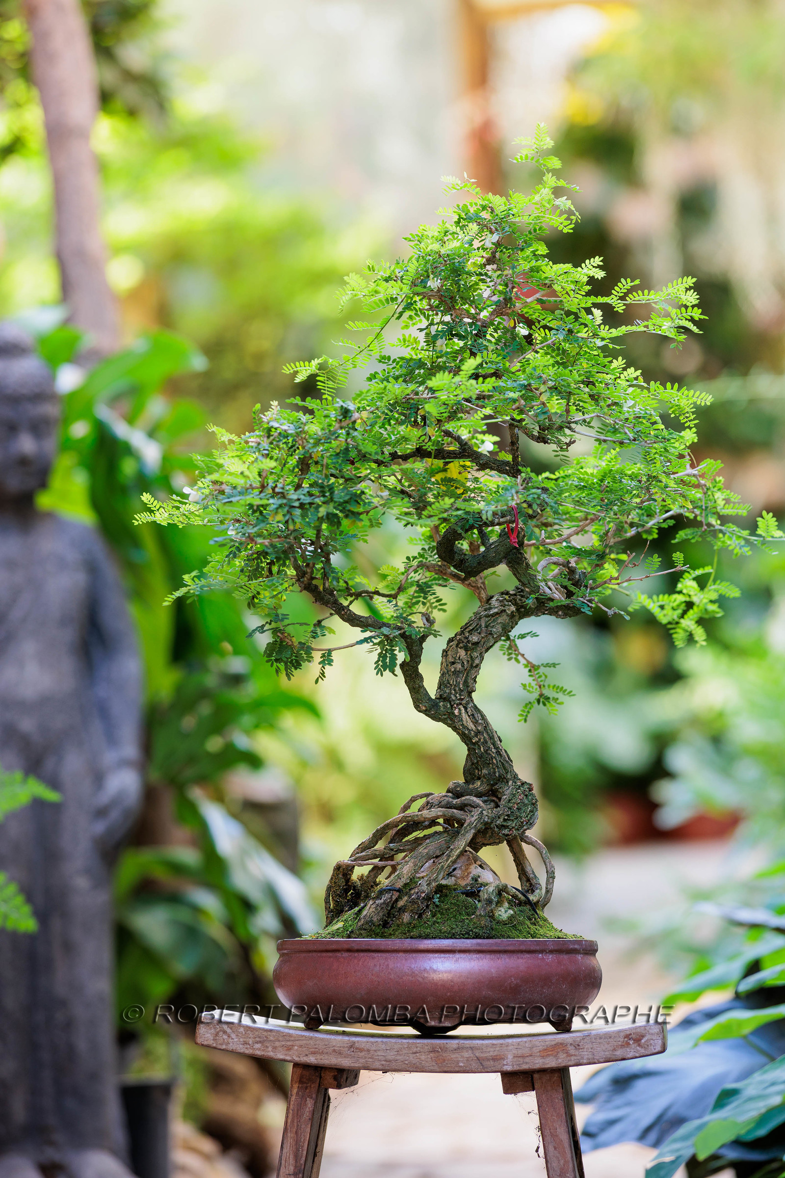 Bonsai Center