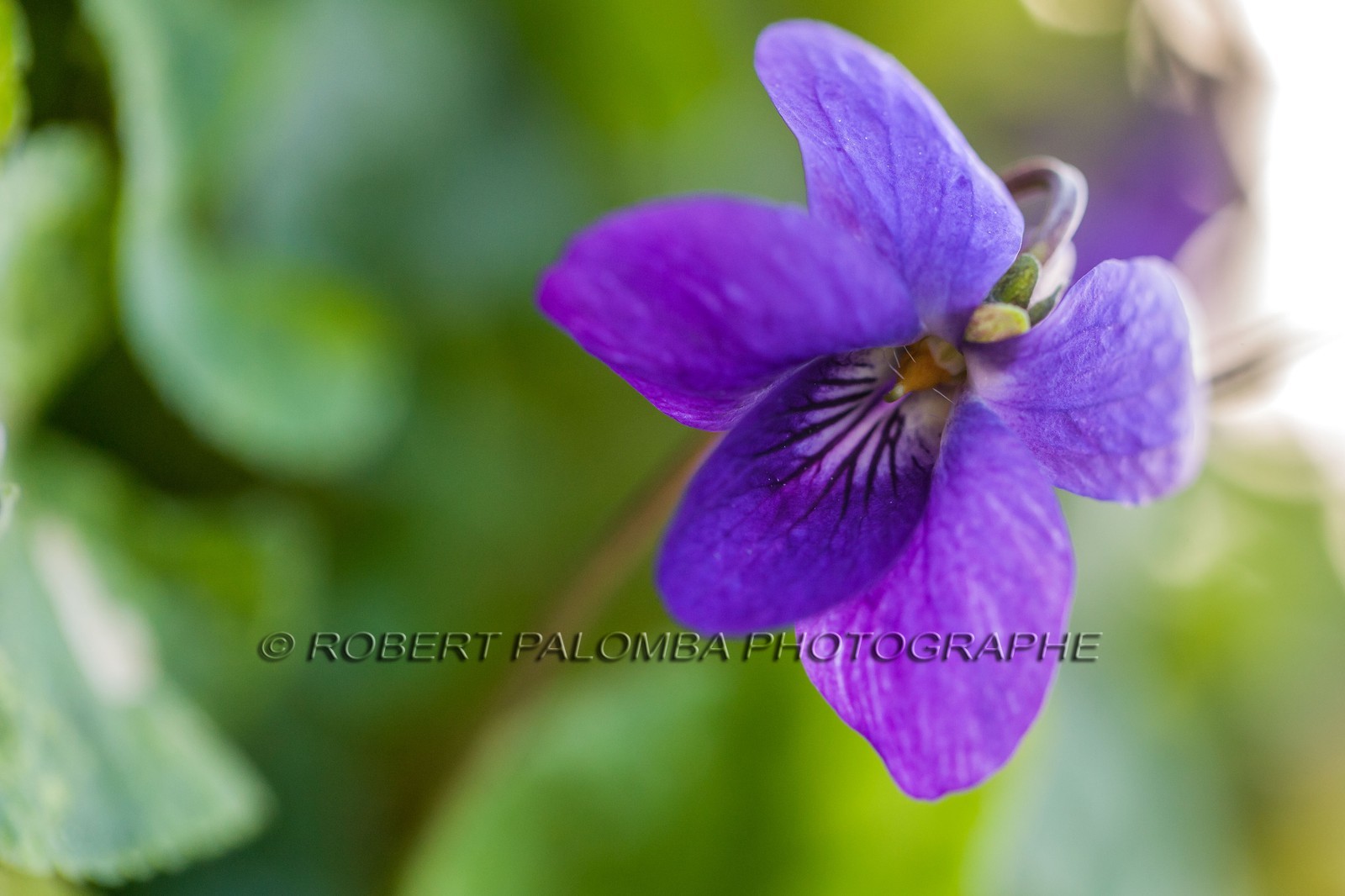 Violette, Viola Violette, Viola