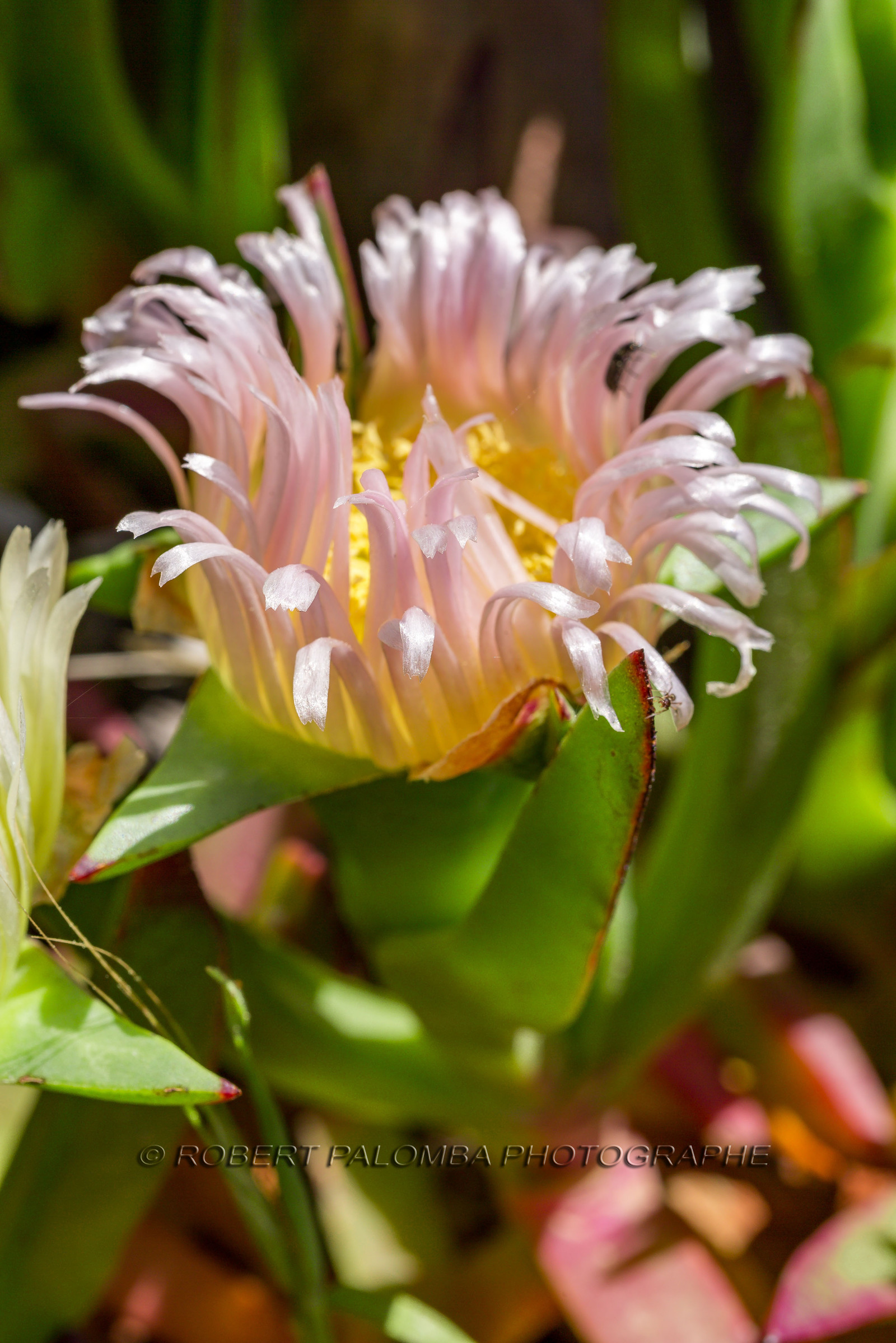 Flore Méditerranéenne