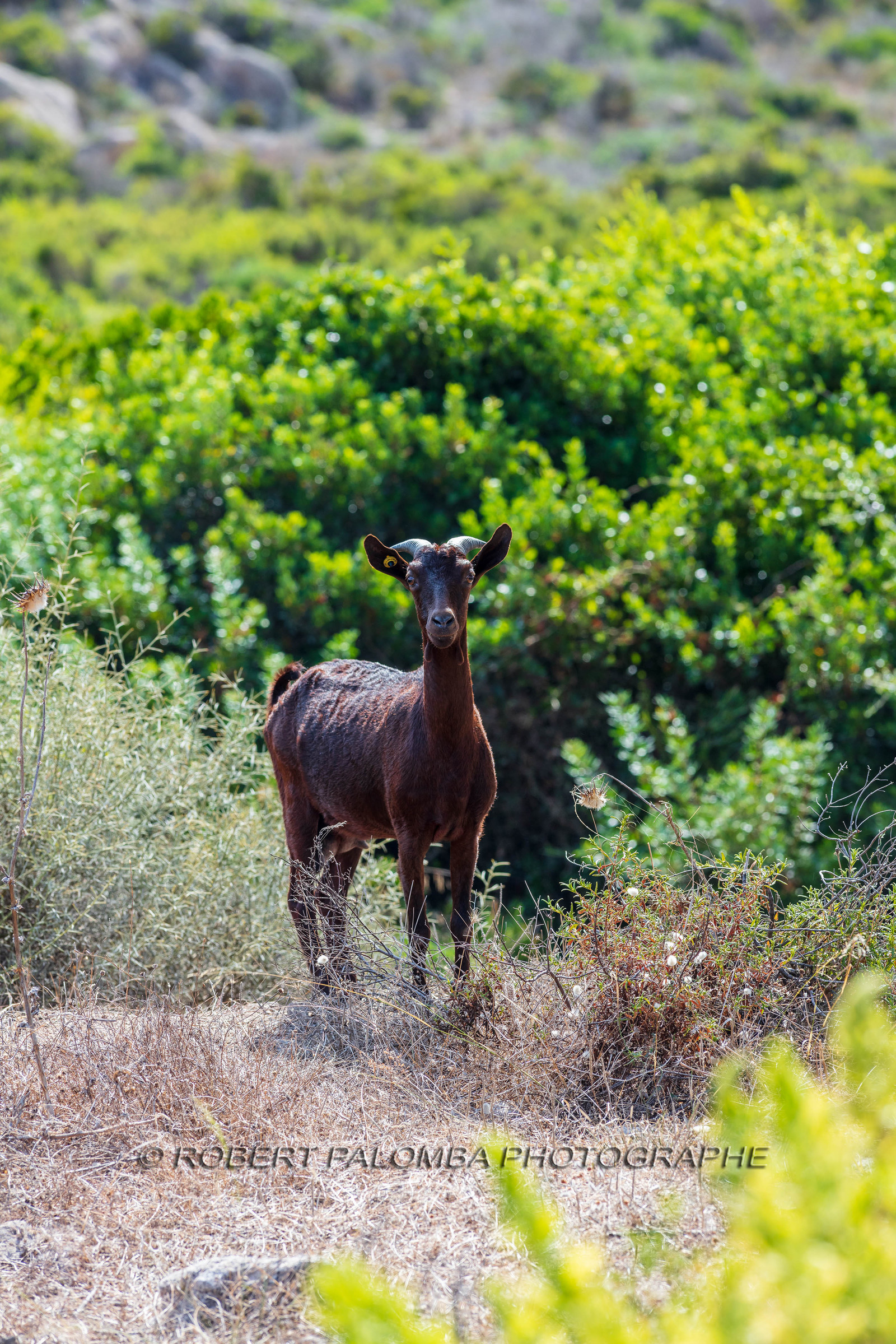 Faune corse