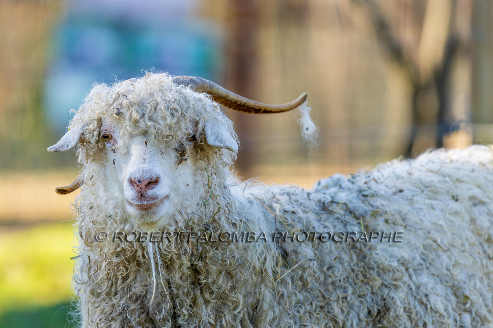 Chèvre mohair