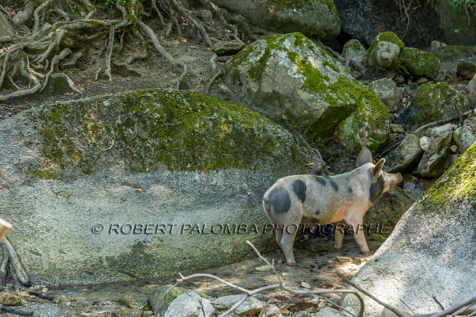 Cochon corse