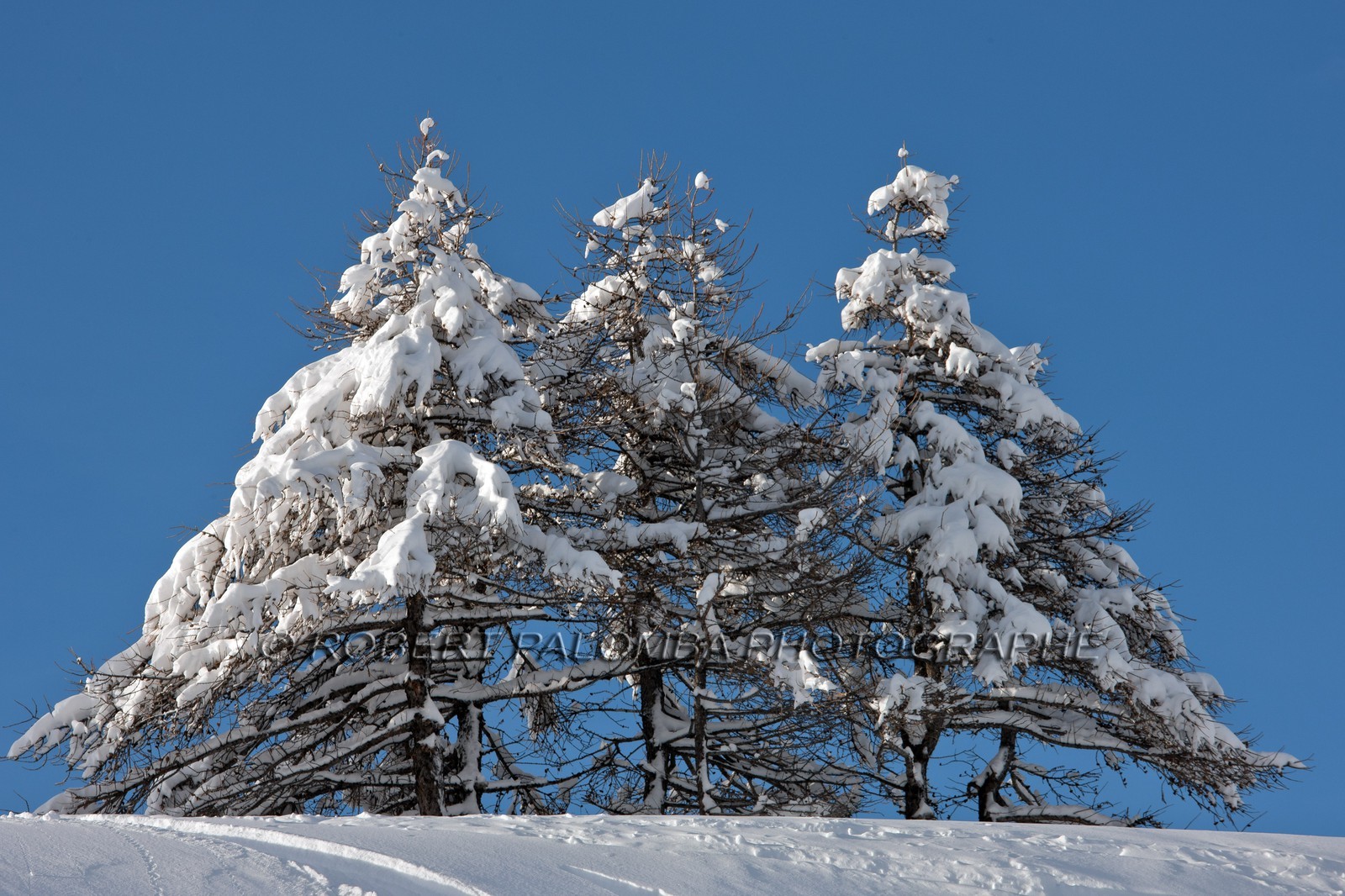 Arbres enneigés