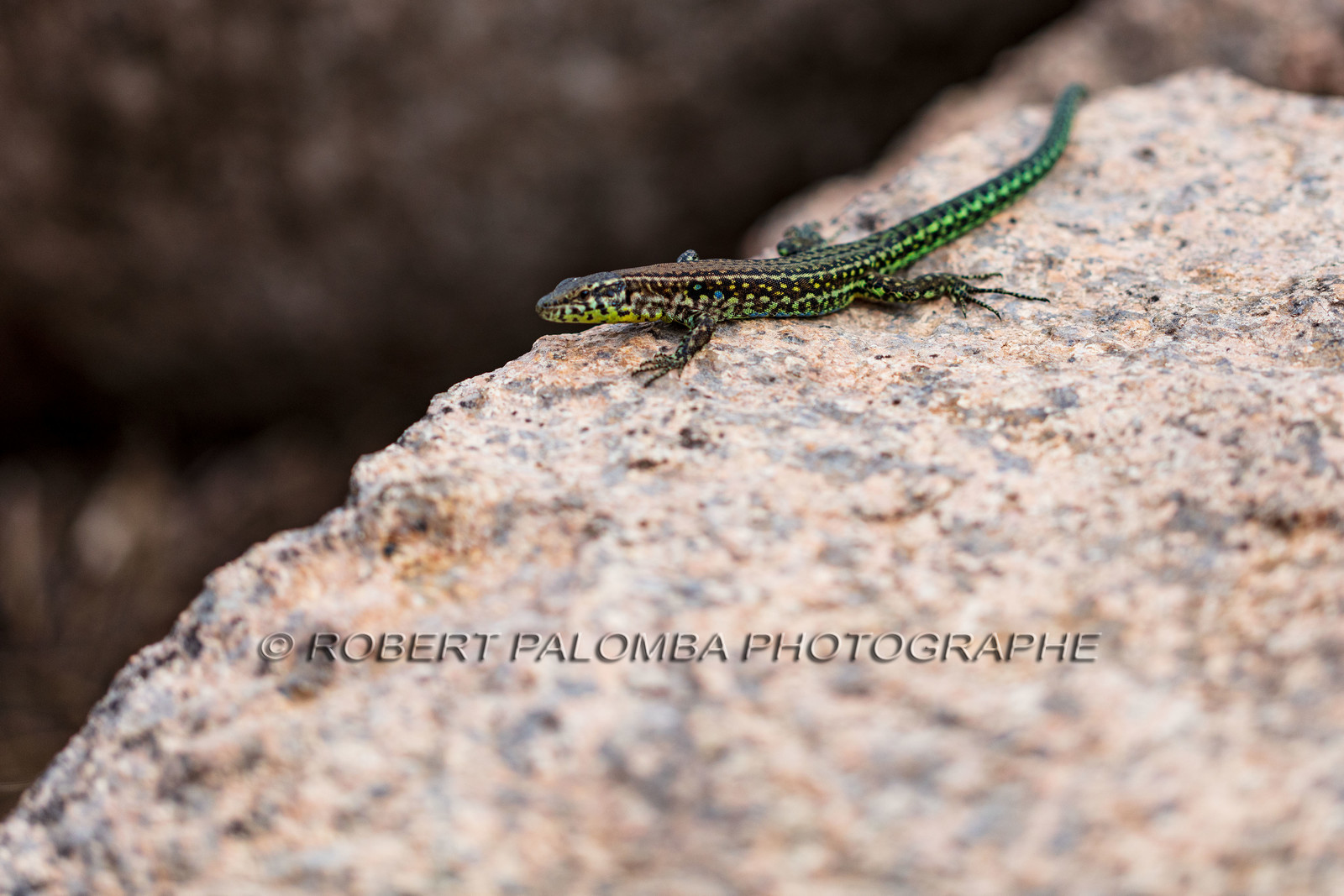Lézard vert