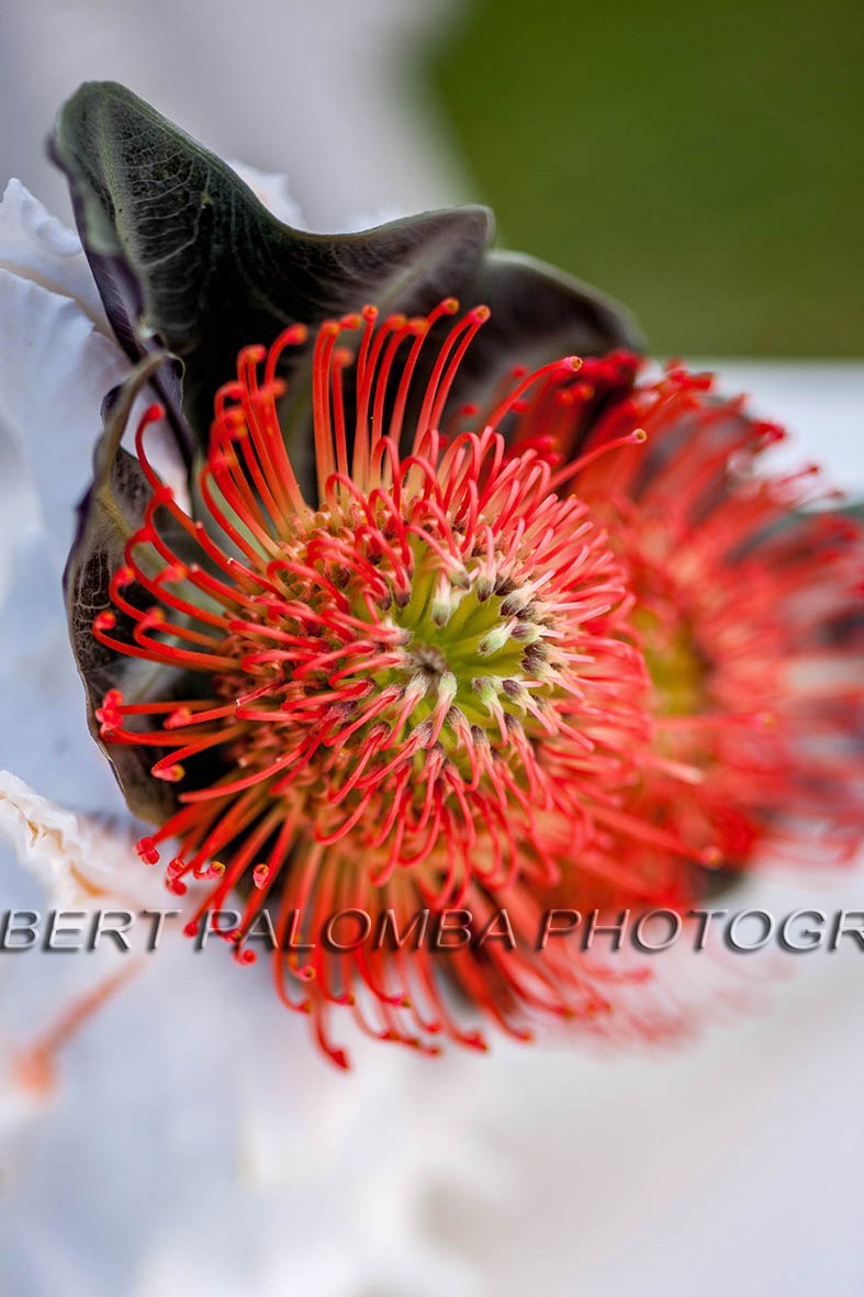 Saint-Jean-Cap-Ferrat