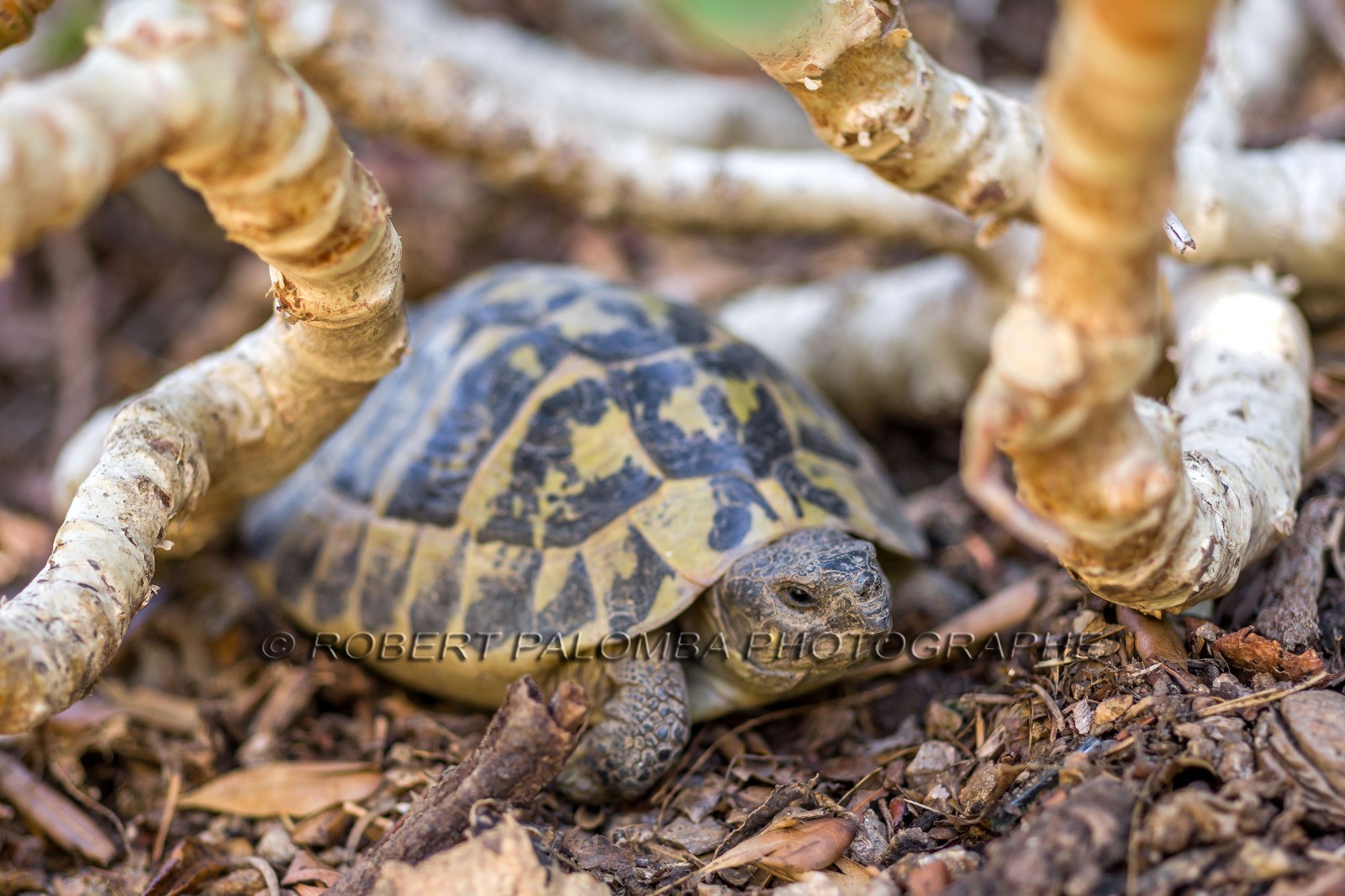 Tortue d'Hermann, Testudo hermanni