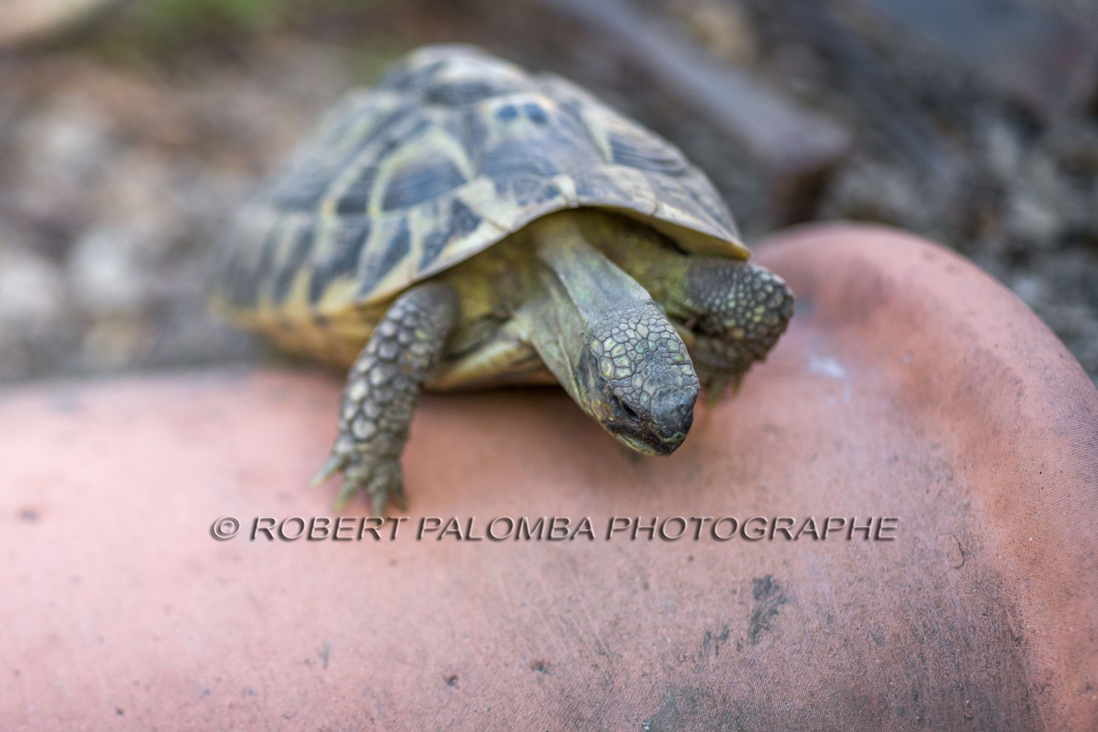 Tortue d'Hermann, Testudo hermanni