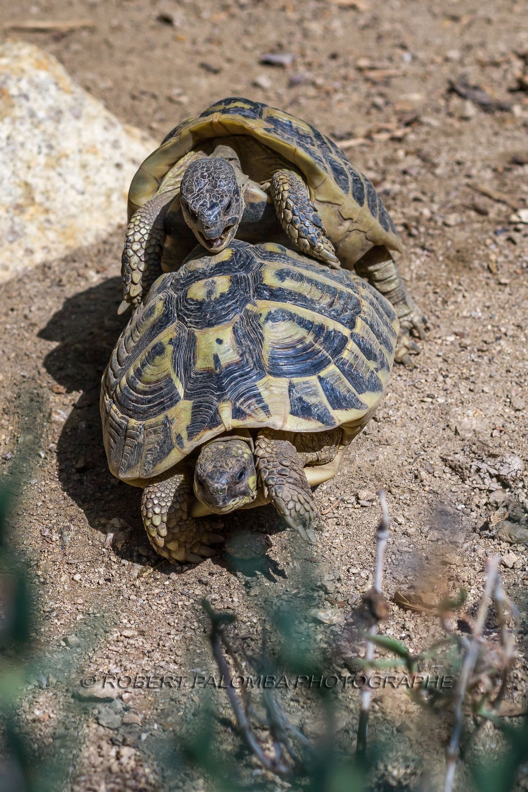 Tortue d'Hermann, Testudo hermanni