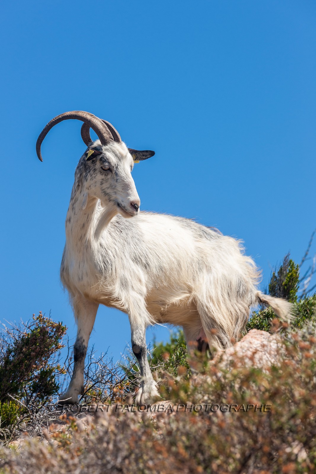 Chèvre corse