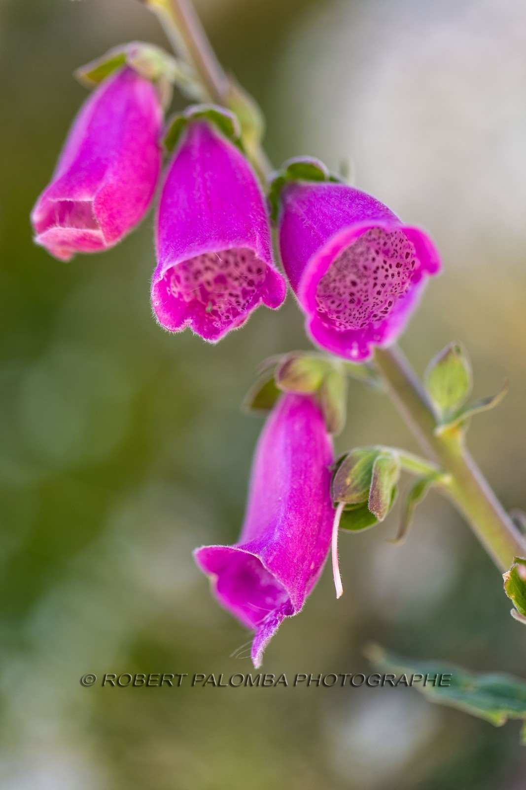 Digitale sauvage, Digitalis purpurea